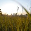 Marsh Surrounding Docks